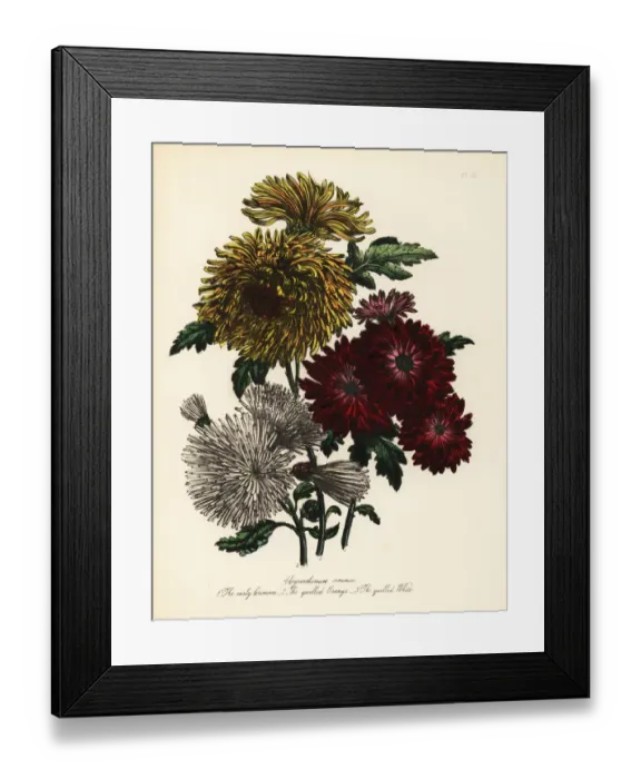 Framed Print : Chrysanthemum indicum varieties