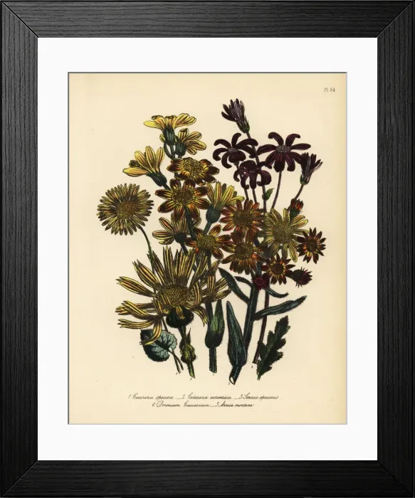 Framed Print : Cineraria, Senecio and Arnica species Framed Print : Cineraria, Senecio and Arnica species