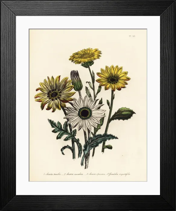 Framed Print : Arctotis and grindelia species Framed Print : Arctotis and grindelia species