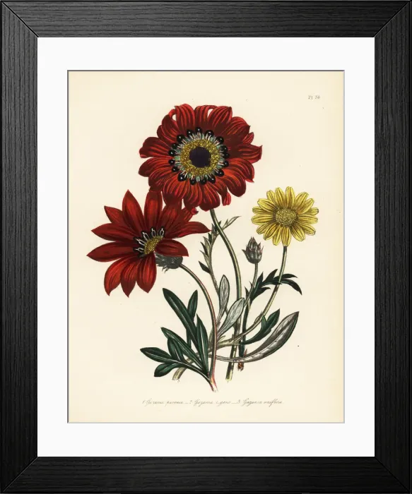 Framed Print : Gazania species Framed Print : Gazania species