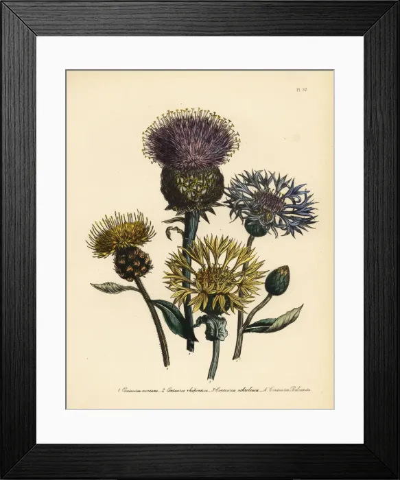 Framed Print : Centaury species Framed Print : Centaury species