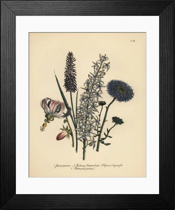 Framed Print : Jasione, Michauxia and rampion species Framed Print : Jasione, Michauxia and rampion species