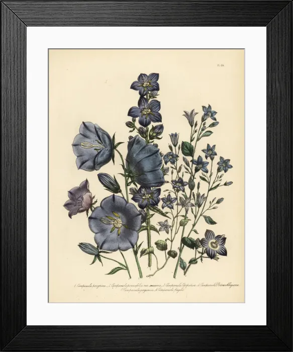 Framed Print : Bellflower or Campanula species Framed Print : Bellflower or Campanula species