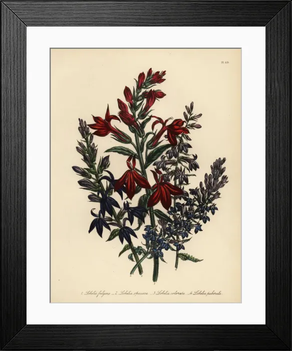 Framed Print : Lobelia species Framed Print : Lobelia species