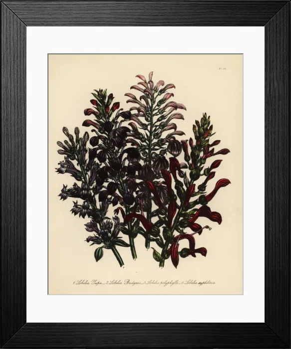Framed Print : Tupa or Lobelia species Framed Print : Tupa or Lobelia species