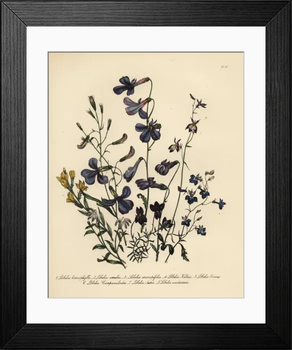 Framed Print : Lobelia species Framed Print : Lobelia species