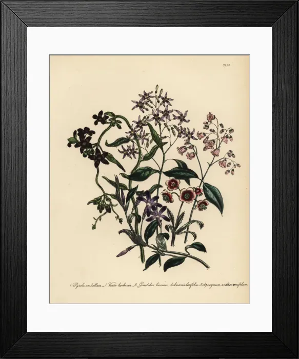 Framed Print : Wintergreen, periwinkle and dogs bane species Framed Print : Wintergreen, periwinkle and dogs bane species