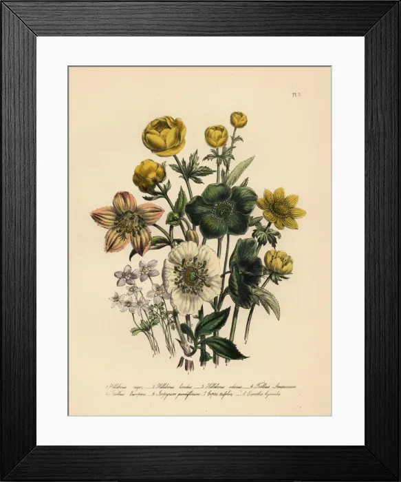 Framed Print : Hellebore and globeflower species Framed Print : Hellebore and globeflower species