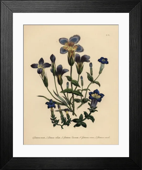 Framed Print : Gentian species Framed Print : Gentian species