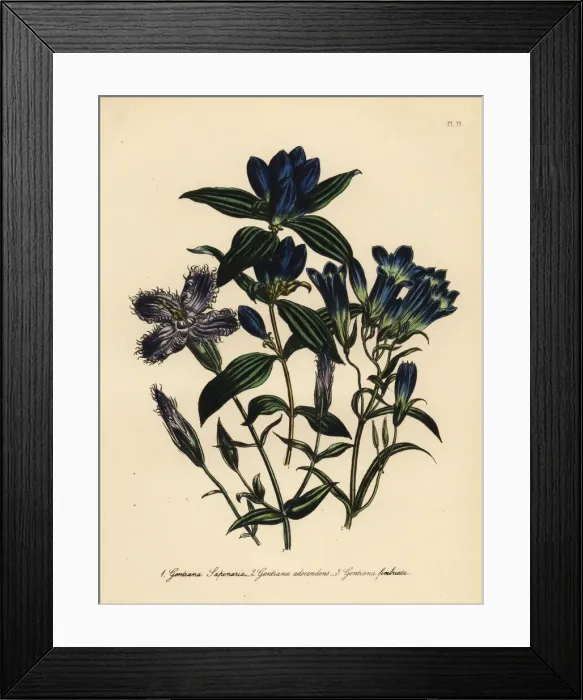 Framed Print : Gentian species