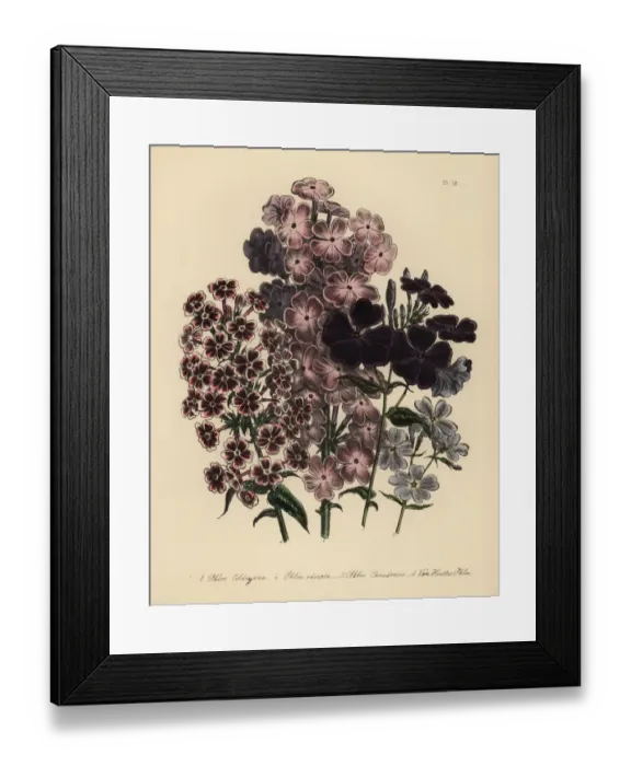 Framed Print : Phlox species Framed Print : Phlox species
