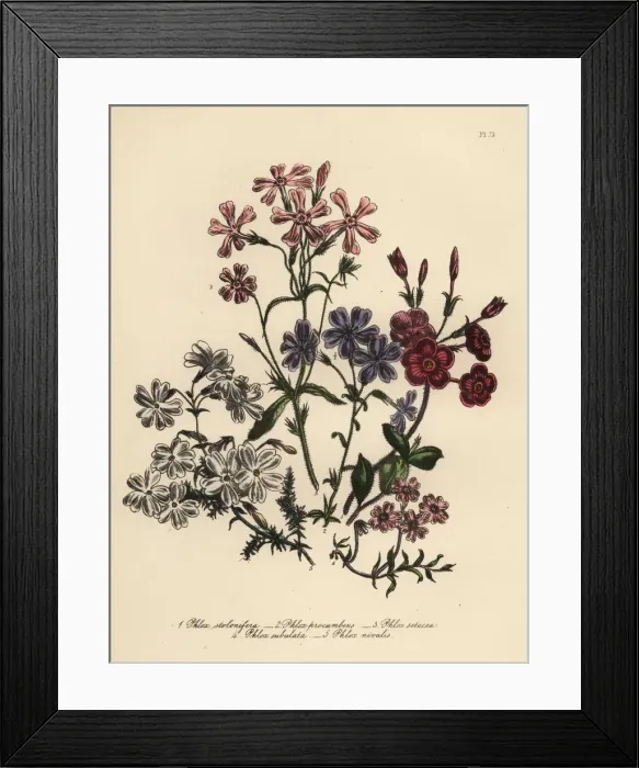 Framed Print : Phlox species Framed Print : Phlox species