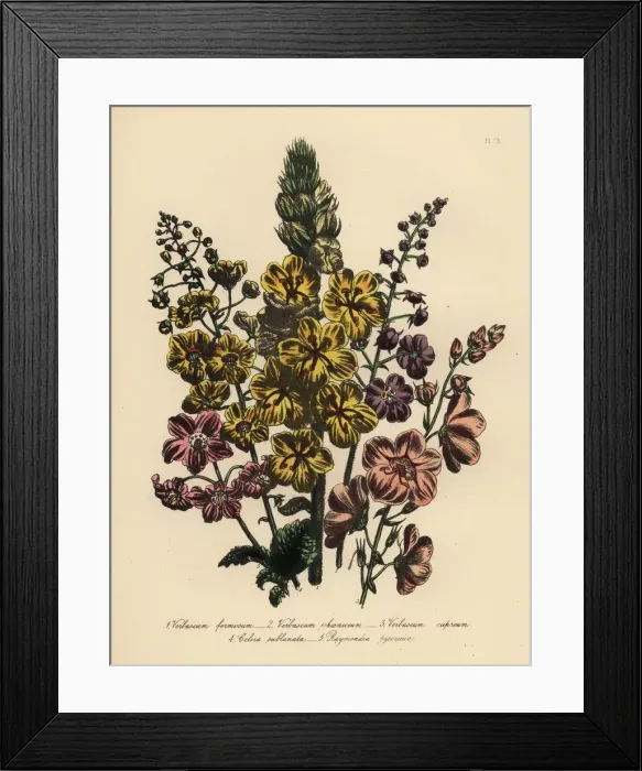 Framed Print : Verbascum species Framed Print : Verbascum species