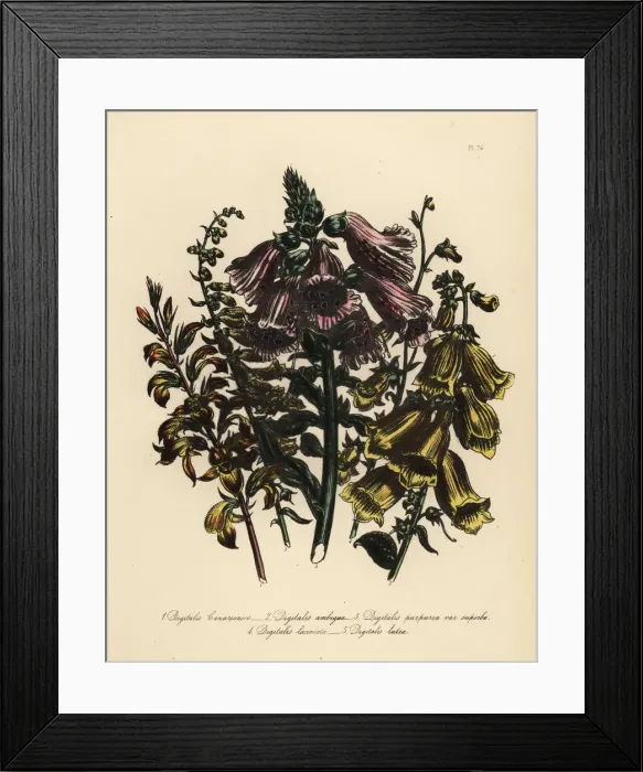 Framed Print : Foxglove or Digitalis species Framed Print : Foxglove or Digitalis species