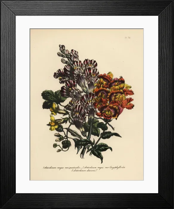 Framed Print : Snapdragon or Antirrhinum species