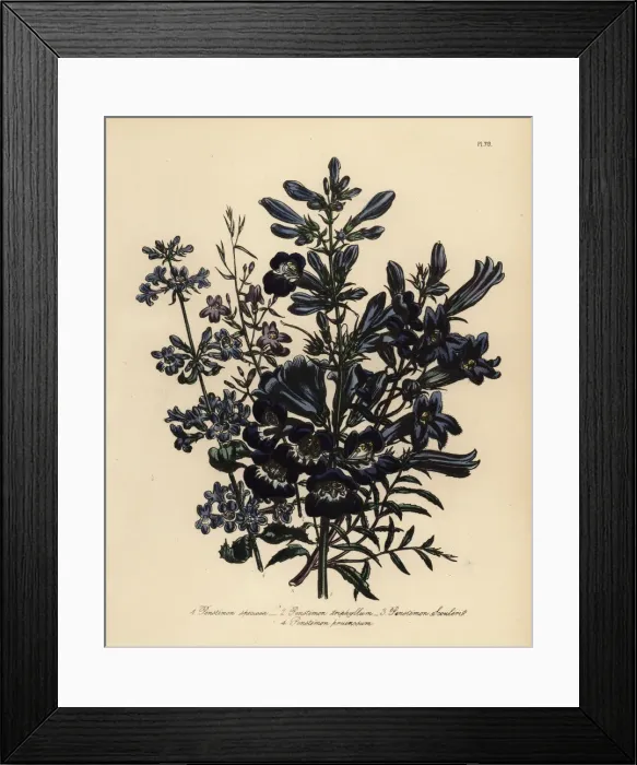 Framed Print : Pentstemon or Penstemon species Framed Print : Pentstemon or Penstemon species