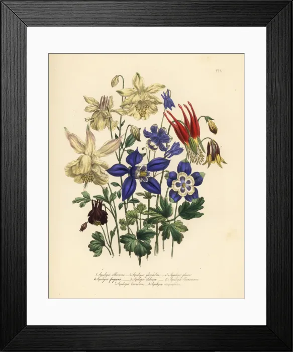 Framed Print : Columbine or Aquliegia species Framed Print : Columbine or Aquliegia species