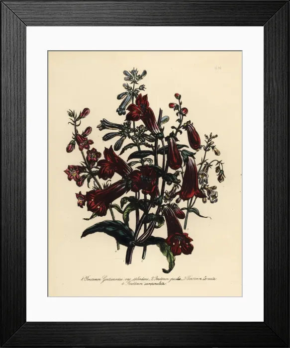 Framed Print : Pentstemon or Penstemon species Framed Print : Pentstemon or Penstemon species