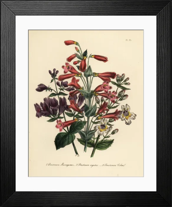 Framed Print : Pentstemon or Penstemon species Framed Print : Pentstemon or Penstemon species