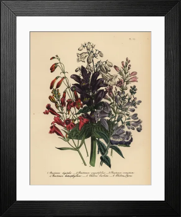 Framed Print : Pentstemon or Penstemon species Framed Print : Pentstemon or Penstemon species