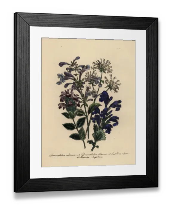 Framed Print : Dracocephalum and scutellaria species