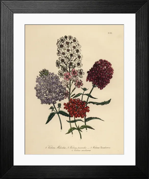 Framed Print : Vervain or Verbena species Framed Print : Vervain or Verbena species