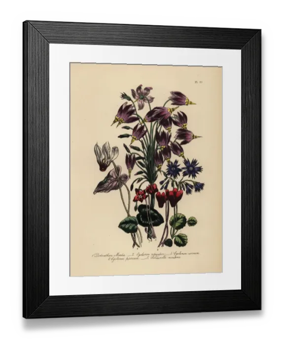 Framed Print : Cowslip, cyclamen and soldanella species Framed Print : Cowslip, cyclamen and soldanella species