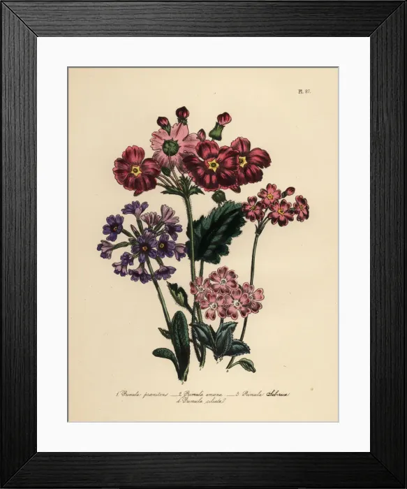 Framed Print : Primrose or Primula species Framed Print : Primrose or Primula species