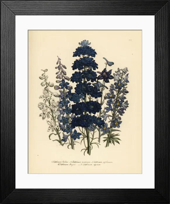 Framed Print : Larkspur or Delphinium species Framed Print : Larkspur or Delphinium species