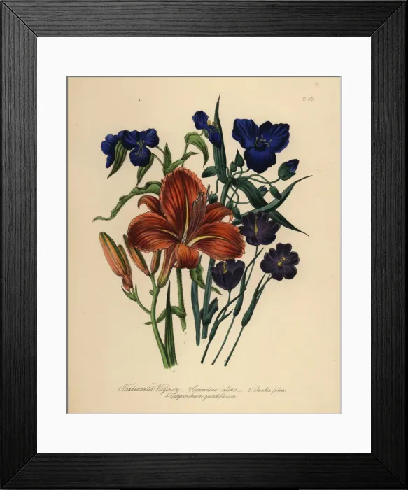 Framed Print : Spiderwort, commelin, day lily and sisyrinchium species Framed Print : Spiderwort, commelin, day lily and sisyrinchium species