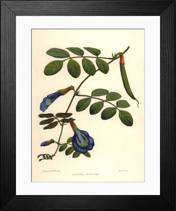 Framed Print : Asian pigeonwings, butterfly pea or Darwin Framed Print : Asian pigeonwings, butterfly pea or Darwin