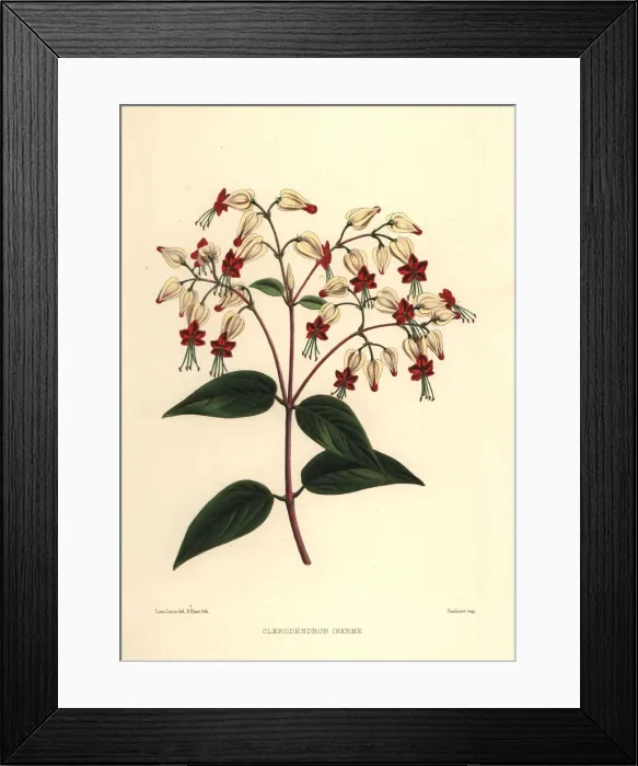 Framed Print : Bleeding glory-bower, Clerodendrum thomsoniae Framed Print : Bleeding glory-bower, Clerodendrum thomsoniae