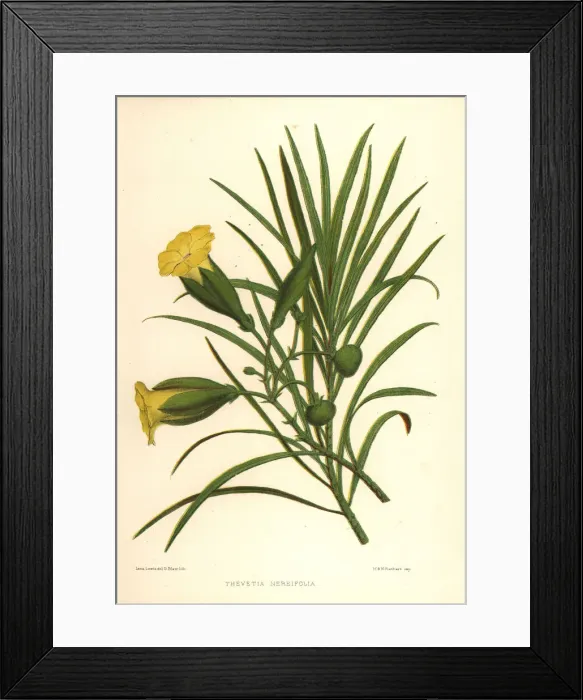 Framed Print : Yellow oleander, Thevetia nerifolia Framed Print : Yellow oleander, Thevetia nerifolia