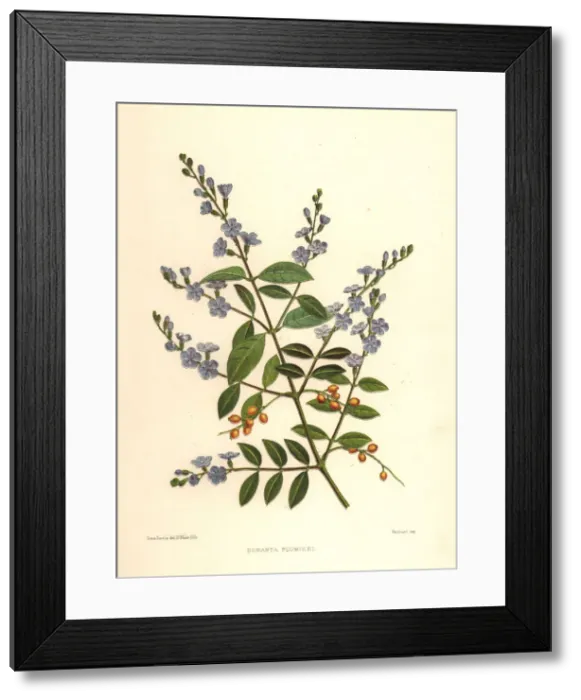 Framed Print : Golden dewdrop, Duranta erecta Framed Print : Golden dewdrop, Duranta erecta