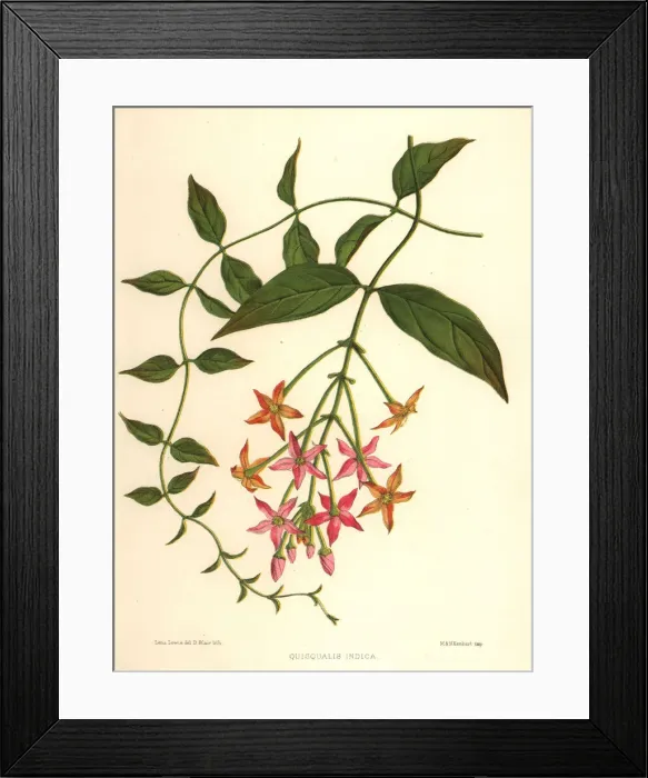 Framed Print : Chinese honeysuckle, Combretum indicum Framed Print : Chinese honeysuckle, Combretum indicum