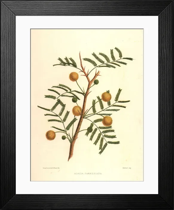 Framed Print : Sweet acacia, Acacia farnesiana Framed Print : Sweet acacia, Acacia farnesiana