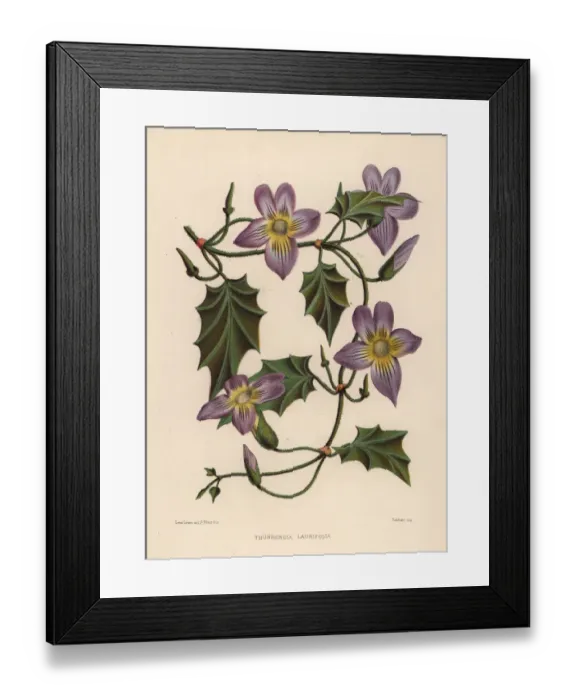 Framed Print : Laurel clockvine or blue trumpet vine, Thunbergia laurifolia Framed Print : Laurel clockvine or blue trumpet vine, Thunbergia laurifolia