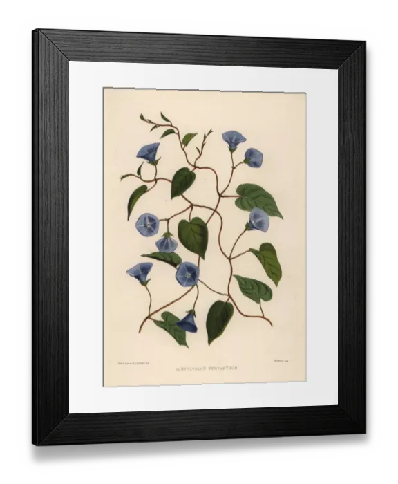 Framed Print : Clustervine, Jacquemontia pentanthos Framed Print : Clustervine, Jacquemontia pentanthos