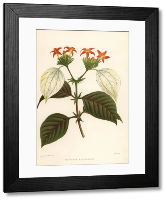 Framed Print : Sweet root, Mussaenda macrophylla Framed Print : Sweet root, Mussaenda macrophylla