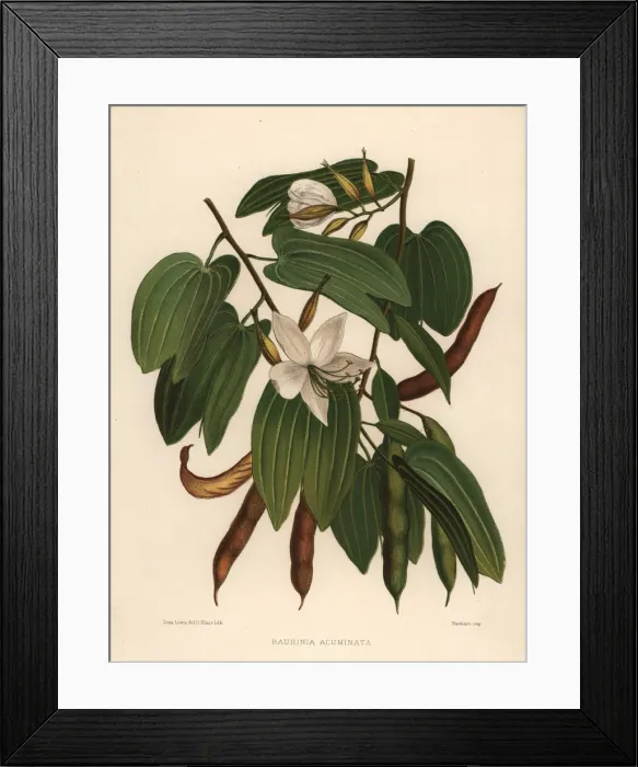 Framed Print : White orchid-tree, Bauhinia acuminata Framed Print : White orchid-tree, Bauhinia acuminata