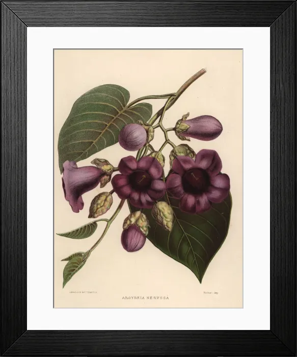 Framed Print : Elephant creeper, Argyreia nervosa Framed Print : Elephant creeper, Argyreia nervosa