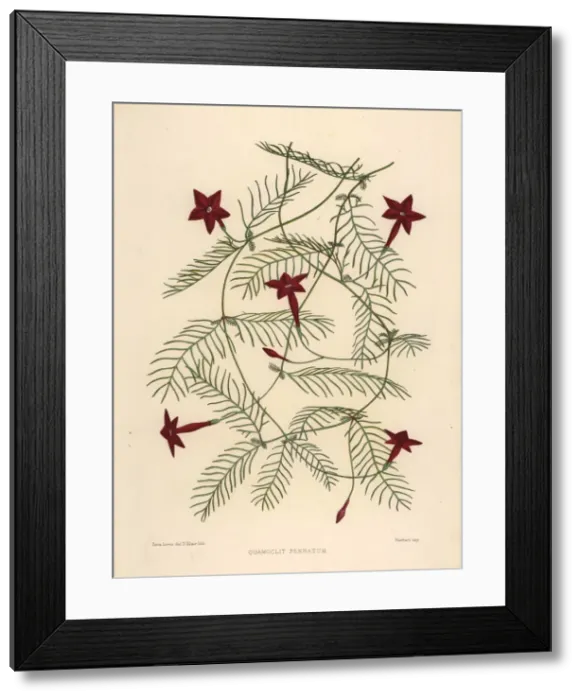Framed Print : Cypress vine, Ipomoea quamoclit Framed Print : Cypress vine, Ipomoea quamoclit