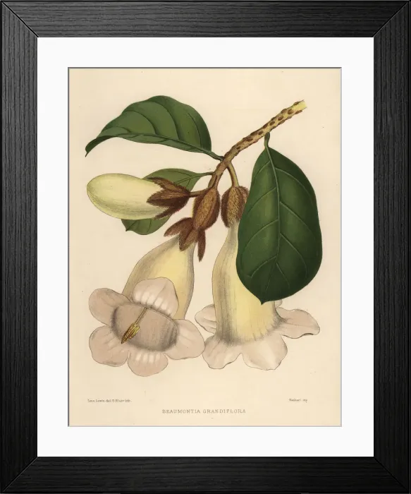 Framed Print : Nepal trumpet flower, Beaumontia grandiflora Framed Print : Nepal trumpet flower, Beaumontia grandiflora