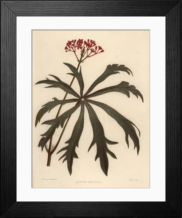 Framed Print : Coralbush, Jatropha multifida Framed Print : Coralbush, Jatropha multifida