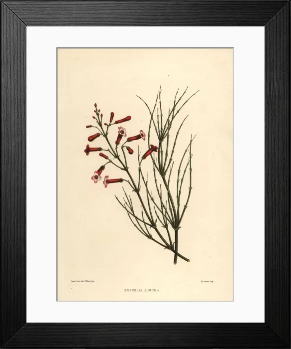 Framed Print : Fountainbush, Russelia equisetiformis Framed Print : Fountainbush, Russelia equisetiformis