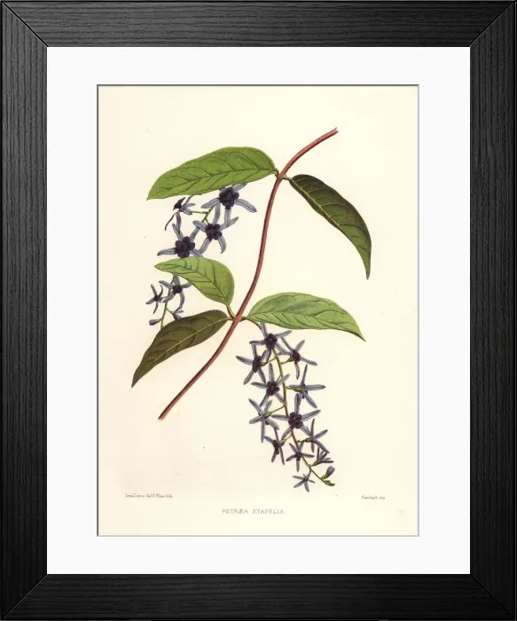 Framed Print : Sandpaper vine, Petrea volubilis Framed Print : Sandpaper vine, Petrea volubilis