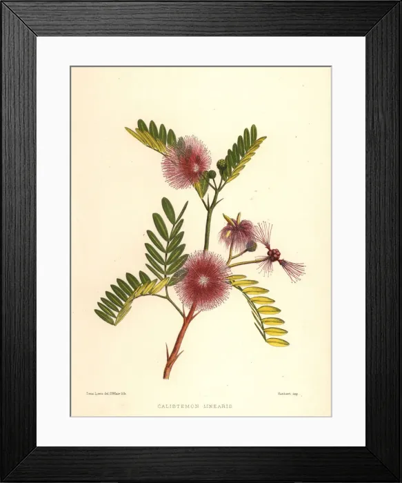 Framed Print : Bottlebrush, Callistemon linearis Framed Print : Bottlebrush, Callistemon linearis