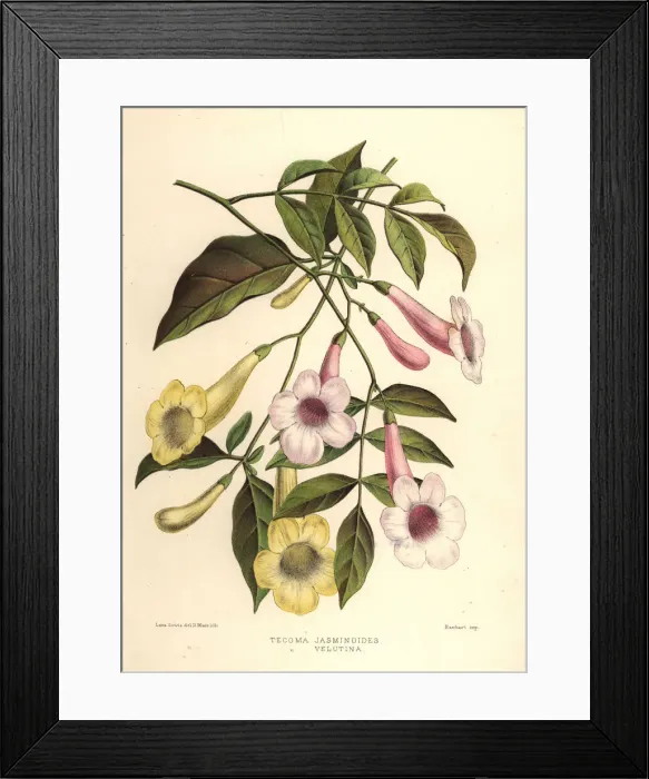 Framed Print : Bower of beauty, Pandorea jasminoides Framed Print : Bower of beauty, Pandorea jasminoides
