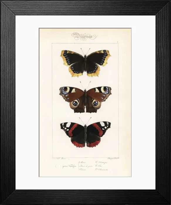 Framed Print : Camberwell beauty, peacock and red admiral butterflies
