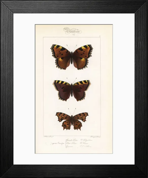 Framed Print : Large tortoiseshell, small tortoiseshell Framed Print : Large tortoiseshell, small tortoiseshell